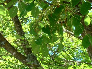 Fotografia da espécie Fraxinus ornus
