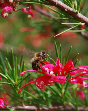 Fotografia 3 da espécie Grevillea juniperina no Jardim Botânico UTAD