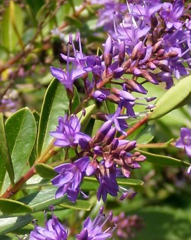 Fotografia de capa Veronica × andersonii - do Jardim Botânico