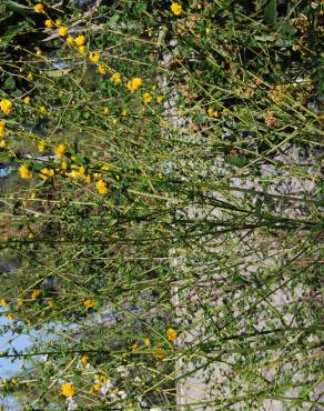 Fotografia 2 da espécie Kerria japonica no Jardim Botânico UTAD