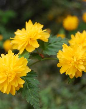 Fotografia 1 da espécie Kerria japonica no Jardim Botânico UTAD