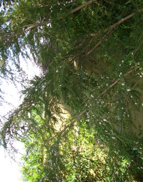 Fotografia 2 da espécie Leptospermum scoparium no Jardim Botânico UTAD