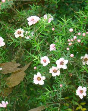 Fotografia 3 da espécie Leptospermum scoparium no Jardim Botânico UTAD