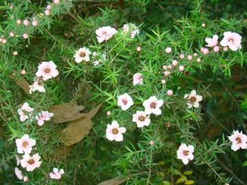 Fotografia da espécie Leptospermum scoparium