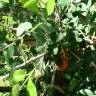 Fotografia 4 da espécie Metrosideros robusta do Jardim Botânico UTAD
