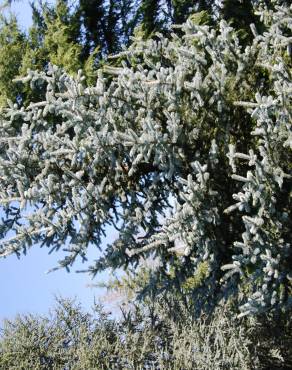 Fotografia 1 da espécie Picea glauca no Jardim Botânico UTAD