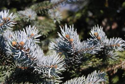 Fotografia da espécie Picea glauca