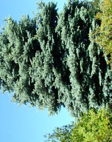 Fotografia de capa Picea pungens var. koster - do Jardim Botânico