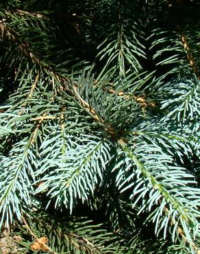 Fotografia 2 da espécie Picea pungens var. koster no Jardim Botânico UTAD