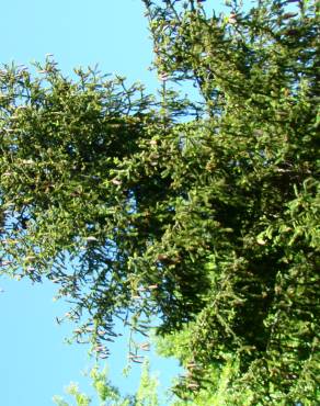 Fotografia 2 da espécie Picea sitchensis no Jardim Botânico UTAD