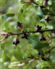 Fotografia da espécie Pittosporum tenuifolium