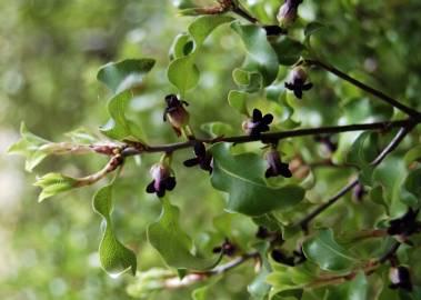 Fotografia da espécie Pittosporum tenuifolium