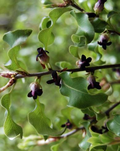 Fotografia de capa Pittosporum tenuifolium - do Jardim Botânico