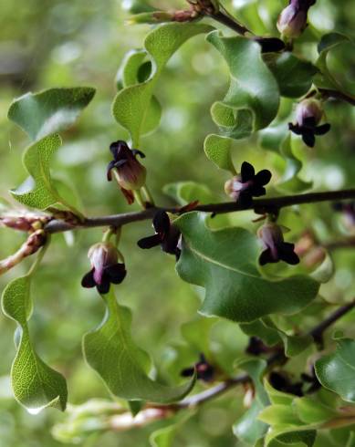 Fotografia de capa Pittosporum tenuifolium - do Jardim Botânico