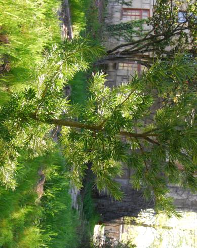 Fotografia de capa Podocarpus macrophyllus - do Jardim Botânico