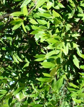Fotografia 1 da espécie Prunus laurocerasus var. otto no Jardim Botânico UTAD