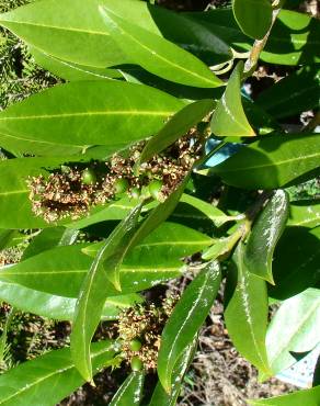 Fotografia 2 da espécie Prunus laurocerasus var. otto no Jardim Botânico UTAD