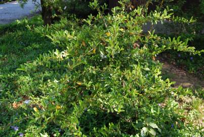 Fotografia da espécie Pyracantha angustifolia