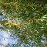 Fotografia 3 da espécie Salix babylonica do Jardim Botânico UTAD