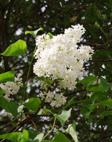 Fotografia de capa Syringa vulgaris - do Jardim Botânico