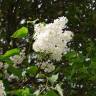 Fotografia 1 da espécie Syringa vulgaris do Jardim Botânico UTAD