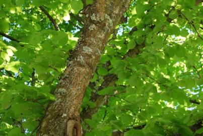 Fotografia da espécie Tilia x europaea