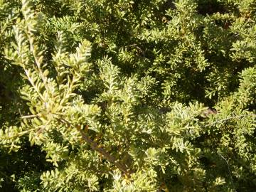 Fotografia da espécie Podocarpus alpinus