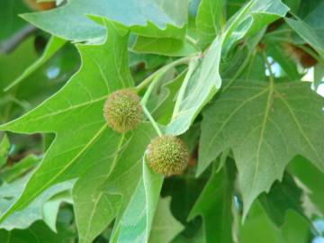 Fotografia da espécie Platanus x acerifolia