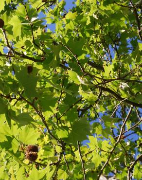 Fotografia 4 da espécie Platanus x acerifolia no Jardim Botânico UTAD