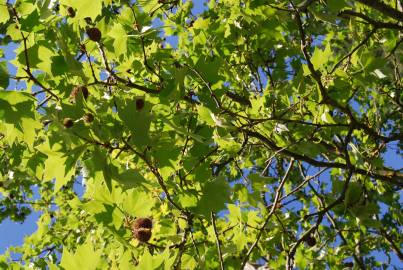 Fotografia da espécie Platanus x acerifolia