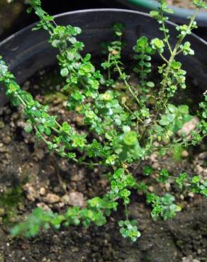 Fotografia 1 da espécie Prostanthera cuneata no Jardim Botânico UTAD