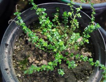 Fotografia da espécie Prostanthera cuneata