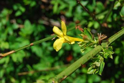 Fotografia da espécie Jasminum nudiflorum