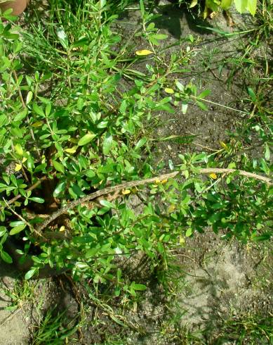 Fotografia de capa Coprosma kirkii - do Jardim Botânico