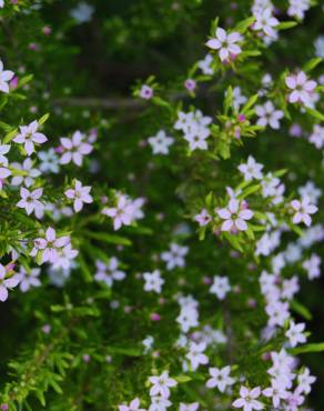 Fotografia 1 da espécie Diosma hirsuta no Jardim Botânico UTAD