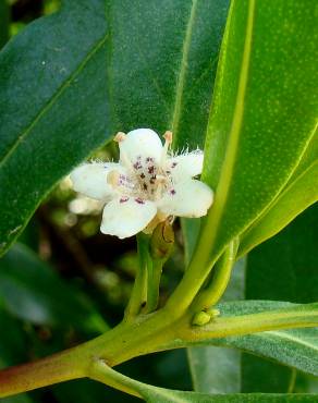 Fotografia 3 da espécie Myoporum laetum no Jardim Botânico UTAD