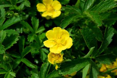 Fotografia da espécie Potentilla reptans