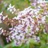 Fotografia 1 da espécie Aloysia citrodora do Jardim Botânico UTAD