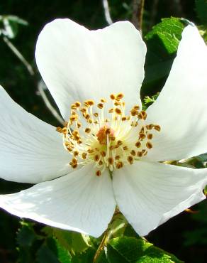 Fotografia 1 da espécie Rosa canina no Jardim Botânico UTAD