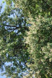 Fotografia da espécie Quercus ilex subesp. ilex