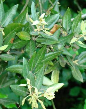 Fotografia 1 da espécie Quercus ilex subesp. ilex no Jardim Botânico UTAD