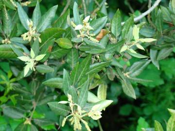 Fotografia da espécie Quercus ilex subesp. ilex