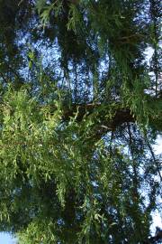 Fotografia da espécie Sequoiadendron giganteum