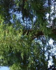 Fotografia da espécie Sequoiadendron giganteum