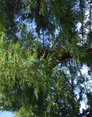 Sequoiadendron giganteum