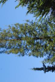 Fotografia da espécie Sequoiadendron giganteum