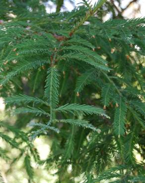 Fotografia 3 da espécie Sequoiadendron giganteum no Jardim Botânico UTAD