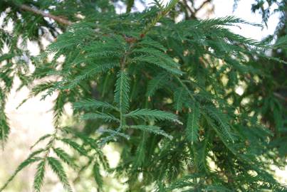 Fotografia da espécie Sequoiadendron giganteum