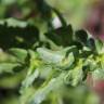 Fotografia 4 da espécie Mercurialis annua do Jardim Botânico UTAD