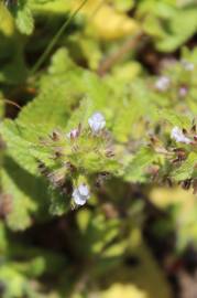 Fotografia da espécie Stachys arvensis